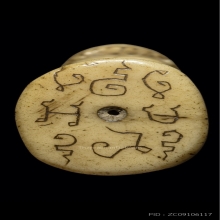 เสือหลวงพ่อสาย สวยแชมป์