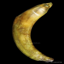 เขี้ยวหมูตัน เครื่องรางทนสิทธิ์