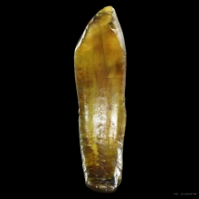 เขี้ยวหมูตัน เครื่องรางทนสิทธิ์