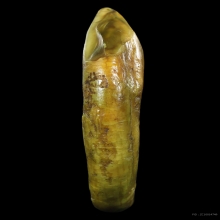 เขี้ยวหมูตัน เครื่องรางทนสิทธิ์