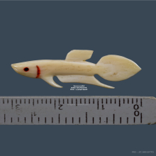 ปลากัดงายุคต้น(มีจาร) หลวงพ่อน่วม วัดโพธิ์ศรีเจริญ 