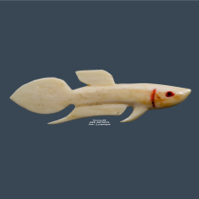 ปลากัดงายุคต้น(มีจาร) หลวงพ่อน่วม วัดโพธิ์ศรีเจริญ 