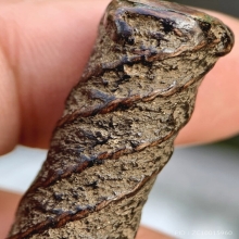 ตะกรุดหลวงปู่เอี่ยมวัดหนัง