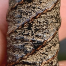 ตะกรุดหลวงปู่เอี่ยมวัดหนัง