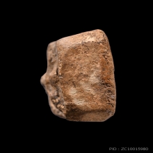 นกสมาธิบัวเก้า หลวงพ่อปาน วัดบางนมโค