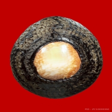 เบี้ยแก้หลวงพ่อภักดิ์ วัดโบสถ์ มีตะกรุด