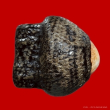 เบี้ยแก้หลวงพ่อภักดิ์ วัดโบสถ์ มีตะกรุด