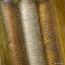 “ตะกรุดสามกษัตริย์เลี่ยมเดิม“หลวงปู่ทิม ละหารไร่