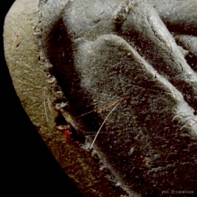 พระปิดตาปลดหนี้ หลังยันต์นะ หลวงปู่โต๊ะ