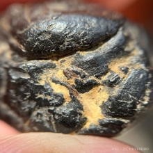 ลูกอมครั่งหนังเสือ หลวงพ่อทองสุข วัดโตนดหลวง จ.เพชรบุรี