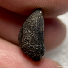 พระปิดตา เนื้อผงคลุกรักจิ๋ว