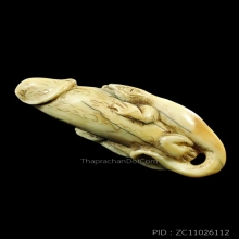 จิ้งจกขี่ปลัดขิกงาแกะ ยาวเกือบนิ้วครึง มีจารเพียบ