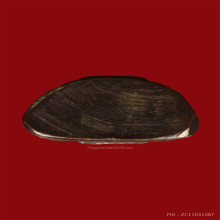 พระกริ่งหลวงพ่อโสธรปี2508หน้าใหญ่