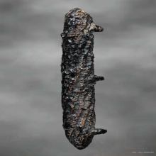 ตะกรุดหนังหน้าผากเสือ หลวงปู่บุญ วัดกลางบางแก้ว จ.นครปฐม