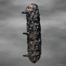 ตะกรุดหนังหน้าผากเสือ หลวงปู่บุญ วัดกลางบางแก้ว จ.นครปฐม