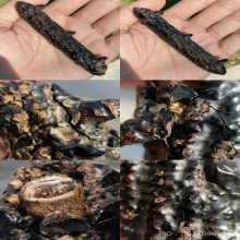 ตะกรุดหนังหน้าผากเสือ หลวงปู่บุญ วัดกลางบางแก้ว จ.นครปฐม