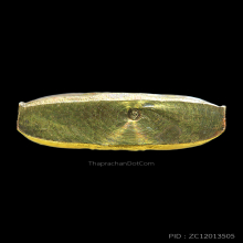 หลวงพ่อโสธร2หน้าปี08ก้นกลึงบล็อคไม่มีพระถัน