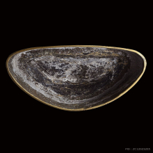 พระบูชาสังกัจจายน์เชียงแสน-รัชกวลยุคต้นๆ ขนาดหน้าตัก 5นิ้ว