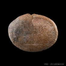 พระหลวงพ่อปาน คลองด่าน พิมพ์จันทร์ลอย พร้อมบัตรสมาคม