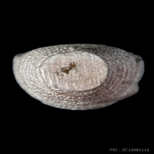 เจ้าคุณธงชัย วัดไตรมิตร พระพุทธมหานวนาคปฏิมากร