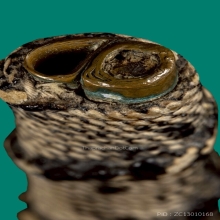 ตะกรุดแฝดหลวงพ่อกลั่น วัดพระญาติ จ.อยุธยา 