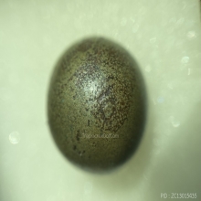 ลูกอมเมฆสิทธิ์