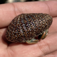 เบี้ยแก้หลวงปู่เพิ่ม วัดกลางบางแก้ว จ.นครปฐม