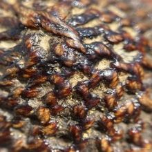 เบี้ยแก้หลวงปู่เพิ่ม วัดกลางบางแก้ว จ.นครปฐม