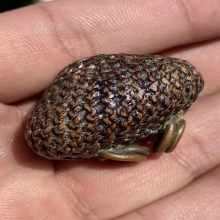 เบี้ยแก้หลวงปู่เพิ่ม วัดกลางบางแก้ว จ.นครปฐม