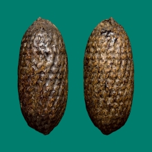 ลูกอมหลวงพ่อแน่น วัดหนองขาว กาญจนบุรี