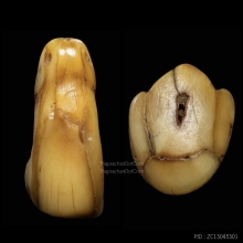 เสือหลวงพ่อปาน วัดบางเหี้ย ( ราคาจับต้องได้ )