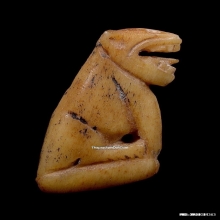 เสือหลวงพ่อสาย วัดคลองด่าน จ.สมุทรปราการ