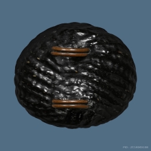 เบี้ยแก้หลวงปู่เพิ่มยุคต้นวัดกลางบางแก้ว