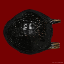 เบี้ยแก้หลวงปู่เพิ่มวัดกลางบางแก้ว ยุคต้น(2)