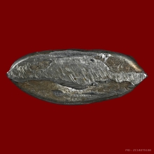 หลวงปู่บุญวัดกลางบางแก้ว เนื้อกนกเขาเป้าพิมพ์อาจารย์พา(2)