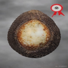 เบี้ยแก้หลวงพ่อภักต์ แจกแม่ครัว แชมป์งานสมาคม