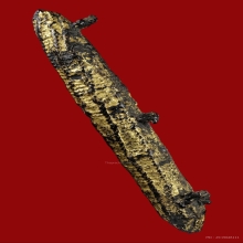 ตะกรุดสามห่วง หลวงปู่บุญ วัดกลางบางแก้ว (หนังเสือ)