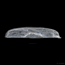 พระชัยวัฒน์หลวงปู่บุญ วัดกลางบางแก้ว เนื้อขี้นกเขาเปล้า