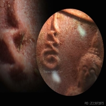 พระหางหมาก หลวงพ่อฤาษีลิงดำ วัดท่าซุง