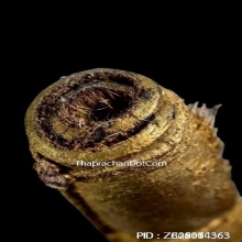 ตะกรุดหนังหน้าผากเสือ หลวงพ่อจง วัดหน้าต่างนอก