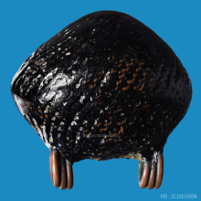 >>>..,เบี้ยแก้ หลวงปู่เพิ่ม วัดกลางบางแก้ว รักหนา ดูง่าย