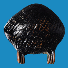 >>>..,เบี้ยแก้ หลวงปู่เพิ่ม วัดกลางบางแก้ว รักหนา ดูง่าย