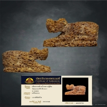 เสือกรามช้างน้ำ หลวงปู่ทิม แห่งวัดละหารไร่ 