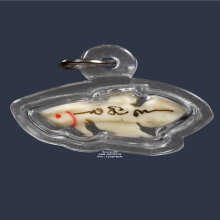 ปลากัดงา หลวงพ่อน่วม วัดโพธิ์ศรีเจริญ