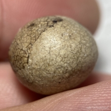 ลูกอมมหากัน หลวงพ่อคง วัดบางกะพ้อม