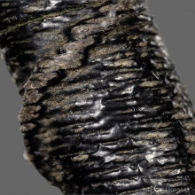 ตะกรุด หลวงพ่อมุ่ย วัดดอนไร่ ยุคต้น 