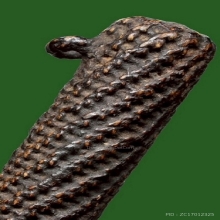 ตะกรุด3ห่วงหลวงพ่อเบี้ยว วัดใหม่สุคนธาราม นครปฐม