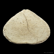 พระกลีบบัวเนื้อผงมหาสเน่ห์ หลวงพ่อเปลื้อง วัดต้นสะตือ