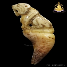 เสือเต็มเขี้ยว หลวงพ่อคง แกะจากเขี้ยวหมี สภาพสวยมาก หายาก