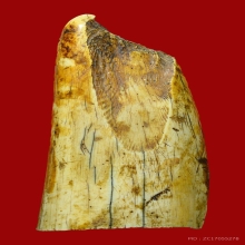 งากำจัด งากระเด็น เครื่องรางทนสิทธิ์มีฤทธิ์ในตัว 